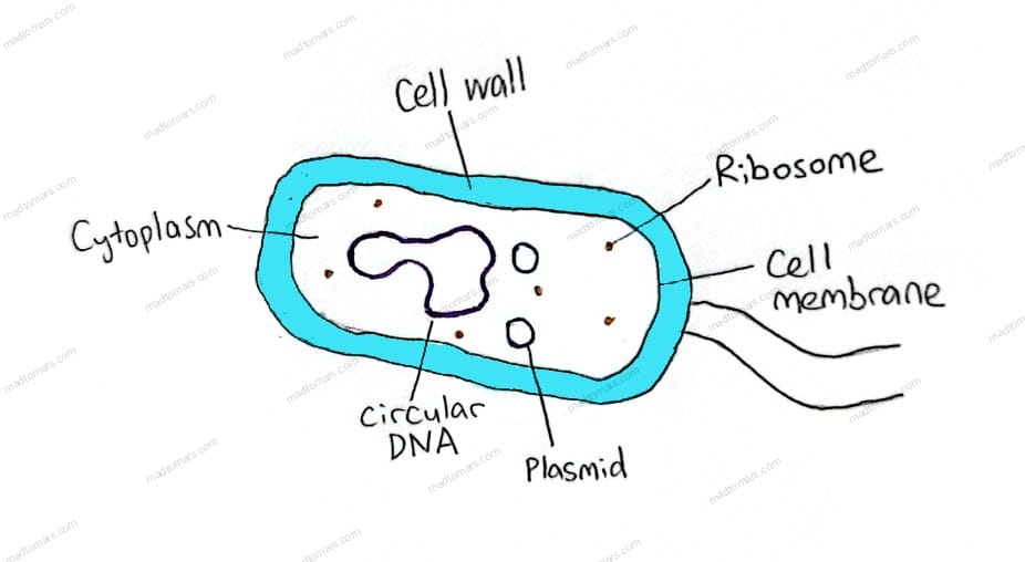 bacterial cell