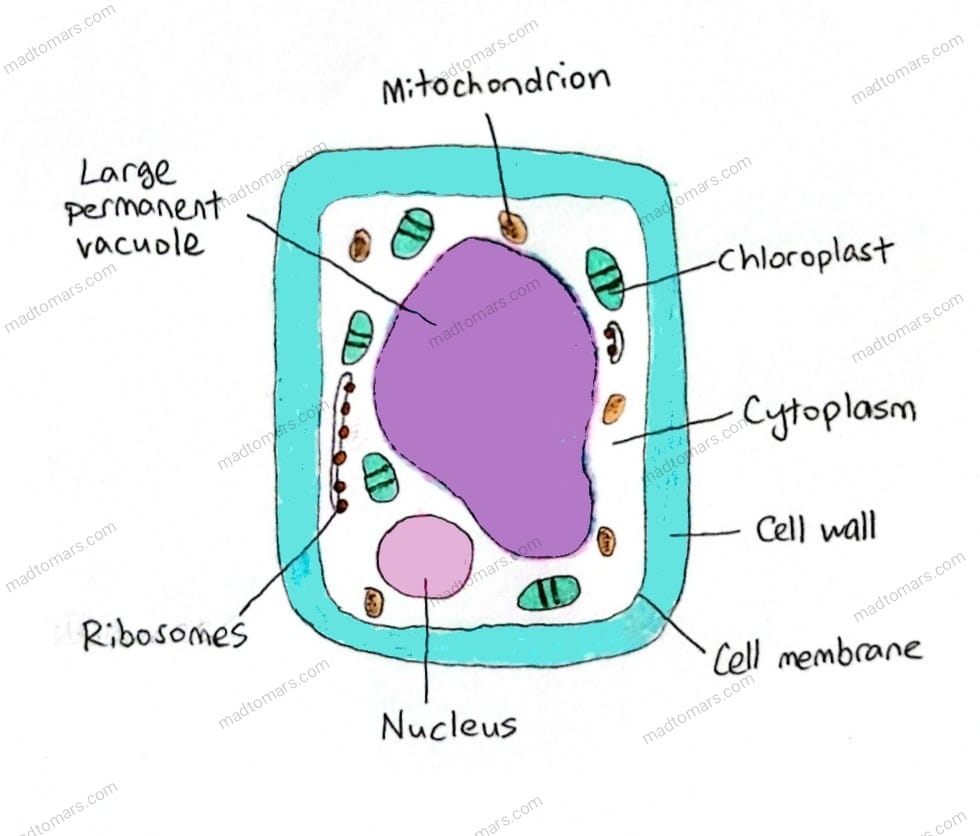 plant cell